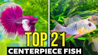 Top 21 Centerpiece Fish For ALL Aquarium Sizes [upl. by Nueoht]