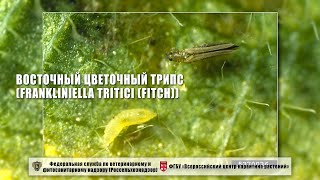 Восточный цветочный трипс Frankliniella tritici Fitch [upl. by Wasserman]