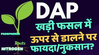 DAP खड़ी फसल में ऊपर से डालने पर फ़ायदा और नुकसान l रासायनिक उर्वरक [upl. by Ellenaj]