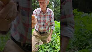 Brummie Brian in Japan Second Week of June 2024  The First Potato Harvest Part 1 of 2 [upl. by Bridgid]