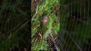 Spinnennetz spiderweb spiderwebs spinnennetz [upl. by Okwu]