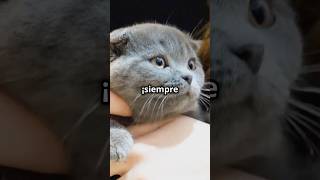 ¡Estos son los Gatos más Cariñosos Del Mundo gatos cat gatosgrasiosos mascotas amordegato [upl. by Yerak]