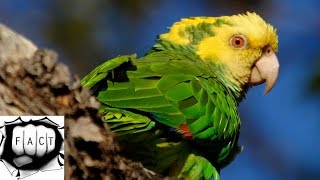 Top 10 Smartest Talking Birds In The World [upl. by Dnama]