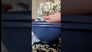 Cotyledon Orbiculata cv Variegated unboxing and potting  Imported Korean Succulent  rare succulent [upl. by Amrak]