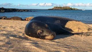 Animals of the Galapagos  Rebecca Adventure Travel [upl. by Tse]