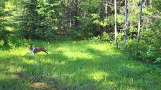 Cariboo Gold Rush Trail [upl. by Marlin951]