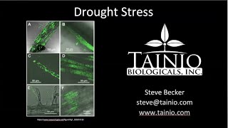 Tainio Biologicals  Drought Stress Oct 2020 [upl. by Relyuhcs]