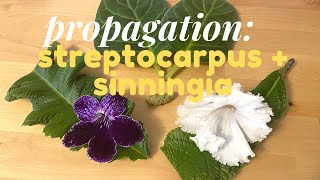 Leaf Propagation Streptocarpus Sinningia Florist Gloxinia [upl. by Alick]