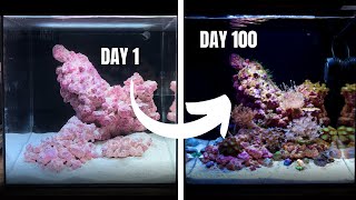 My First Ever REEF AQUARIUM Day 1 to 100 [upl. by Enehs]