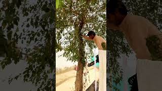 Tree cutting  cutter  Short viral  mini vlog  tree cutter cutting funny viralshort mini [upl. by Adallard]