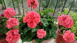 how to propagation the geranium plant from cuttings and examples [upl. by Alexi]