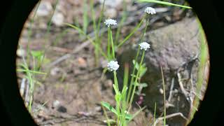 Eriocaulon aquaticum Common Pipewort [upl. by Nnyleahs]