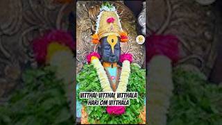 Vitthal Vitthal Vitthala Hari Om Vitthala vitthal hariomvitthala shorts [upl. by Initirb]