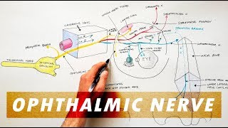 Trigeminal Nerve Anatomy  The Ophthalmic Nerve [upl. by Ailaza]