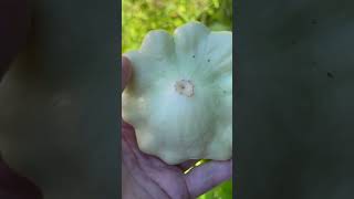 Fall garden white patty pan squash aka scallop squash garden growyourown capecod [upl. by Yasu]