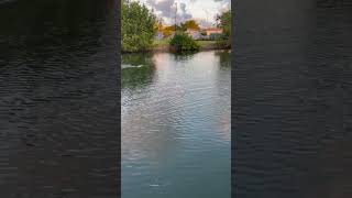 Manatees swimming under water [upl. by Atikim580]