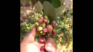 Enjoy eating syzygium berries [upl. by Llemmart]