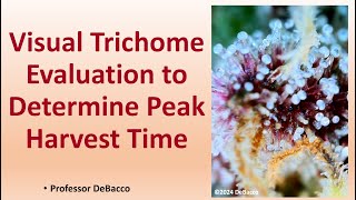 Visual Trichome Evaluation to Determine Peak Harvest Time [upl. by Kcirreg697]