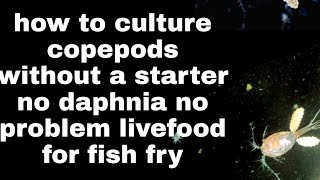 How to culture copepods without a starter food for fish fry no daphnia no problem [upl. by Placido]