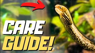 Fresh Water TIGER MORAY EEL Care Guide [upl. by Virgilio]