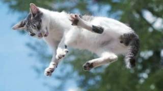 Magnificent Features of Cats  Why Do Cats Land on All Fours [upl. by Alamaj]