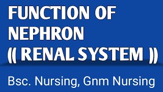 FUNCTION OF NEPHRON  KIDNEYS Urinary System Renal System [upl. by Aticilef]