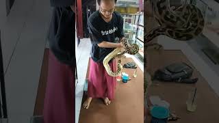 Bateater python Ular super langka pada masanya [upl. by Notsob]