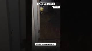 Alligator found in Florida apartment amid Hurricane Milton [upl. by Drofhsa]