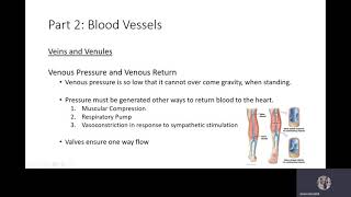 Veins and Venules 1 [upl. by Peacock]