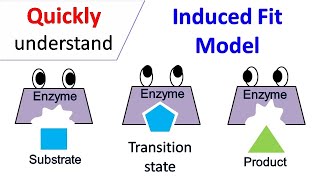 Induced fit model [upl. by Duong]