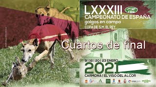 Cuartos de Final quot LXXXIII Campeonato de España de Galgos en campoquot [upl. by Acired]