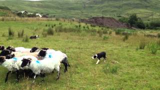 Joyce Country sheepdog demonstration [upl. by Quita]