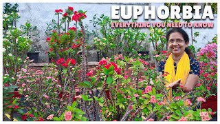 Euphorbia Everything You Need to Know  Care Propagation Tips and More [upl. by Kristofor]