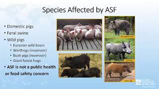 Phases and Types of an African Swine Fever Outbreak in the US [upl. by Okuy753]