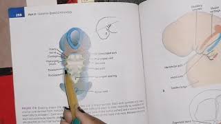 Development of head and Neck part 1 embryology [upl. by Eatnwahs84]