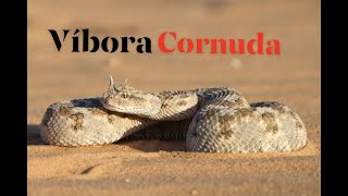 LA VÍBORA CORNUDA  RP [upl. by Alyek]