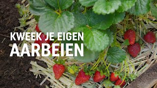 Aardbeien zaaien kweken en oogsten  DIY video  Pokon Groen doet je goed [upl. by Gare]