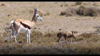 A newborn Springbuck antelope exploring the world [upl. by Naga]