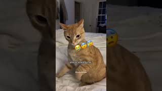 The last one 😭 cat funnypets funnycats [upl. by Akcinat]