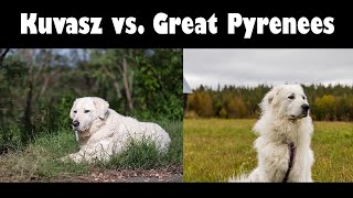 Podcast 134 Great Pyrenees vs Kuvasz  How to tell the difference [upl. by Kcirnek]