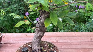 Hophornbeam  Ostrya virginiana  Bonsai tree [upl. by Goss]