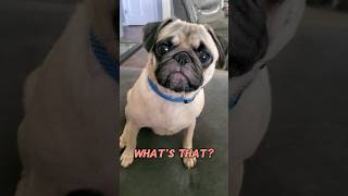 ewww whats that dog pug cute funny pets fyp shorts [upl. by Toomin876]