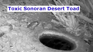 Toxic Sonoran Desert Toad Finds the Critter Watering Hole [upl. by Junia]