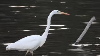 Une grande aigrette en pêche 4K [upl. by Magdala]