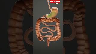 How Digestion Occurs  3D Animation  Human Digestive System human fyp shorts [upl. by Neelcaj789]