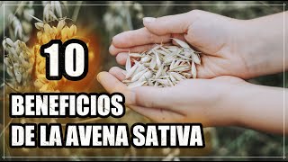 Descubre los 10 Increíbles Beneficios de la Avena Sativa para tu Salud [upl. by Nayab]