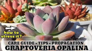 107 GRAPTOVERIA OPALINA SUCCULENT GUIDE  Succulent Care Tips 다육식물 多肉植物 Suculentas [upl. by Aihpled]