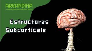 Estructuras corticales y subcorticales eje 4 Neuroanatomía Areandina [upl. by Veneaux384]