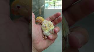 Creanino Opaline 🐥🔥🌶️ africanlovebirds lovebirds kanoaviary birds [upl. by Hgielyak]