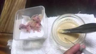 Hand Feeding 3 baby Sun Conures [upl. by Leahcam154]